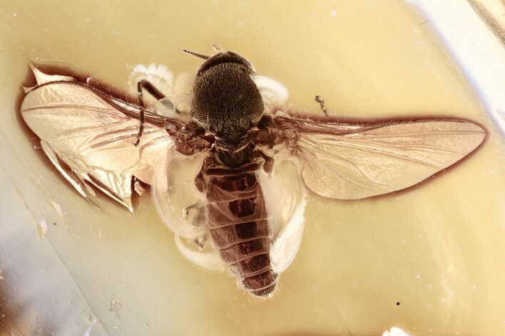 Detailed Fossil Black Fly (Simuliidae) In Baltic Amber - Spread Wings #357852